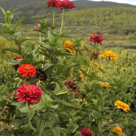 House With A Parking Space Zrnovo, Korcula - 9213 *