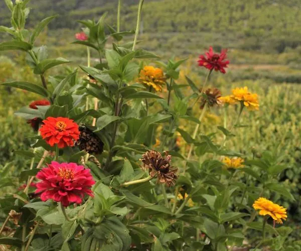 House With A Parking Space Zrnovo, Korcula - 9213 *